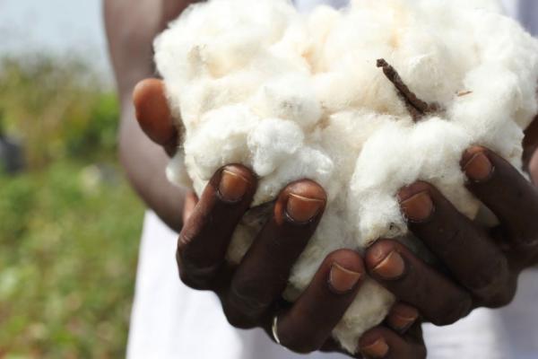 Coton