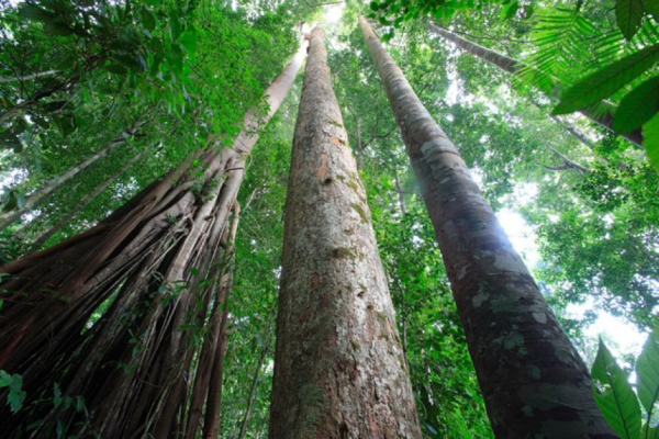 Forêt