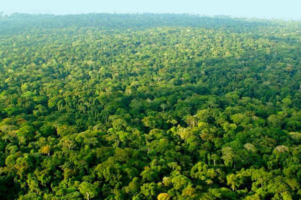 Forêt de la RDC
