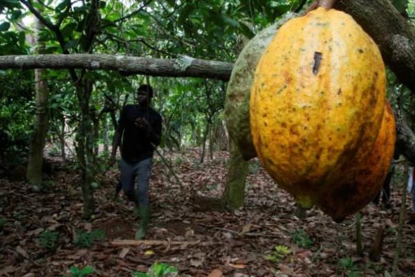 Cacao