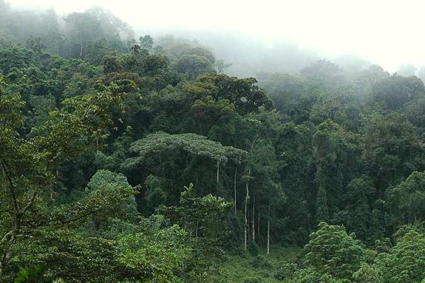 Déforestation 