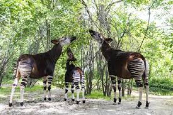 Faune à Okapi 